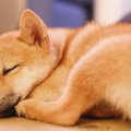 犬の眠りが浅い理由…
