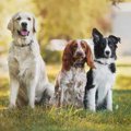 小型犬より大型犬の…