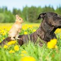 犬と一緒に飼っても…
