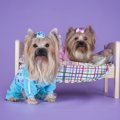 犬にパジャマを着せ…