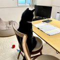 『ごはんまだ？』背…