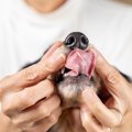 犬の口臭が生臭い原…