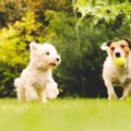 社交的な犬が見せる4…