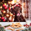 犬と過ごすクリスマ…