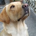 犬のしつけで焦るの…