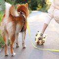 犬のウンチで体調不…