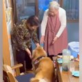 大型犬が『双子のお…