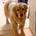 ママ大好きな大型犬…
