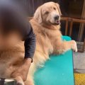 かつては「犬は外で…