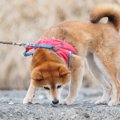 犬につける『首輪・…