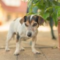 犬の『若さを保つ秘…