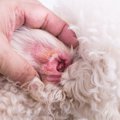 犬の耳血腫とはどん…