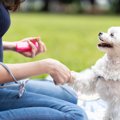 犬が言うことを聞か…