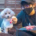 犬と『焼肉屋さんの…