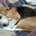 犬の寝方で性格や心…