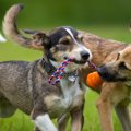 犬は飼い主が注目し…