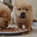 犬が食事中に唸る理…