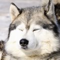 犬が目を細めている…