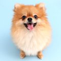 犬についての科学的…