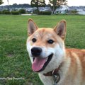 定期的な散歩が犬の…