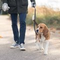 犬の危険な『歩き方…