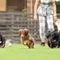 犬の『ドッグラン』…