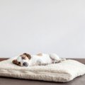 犬の寝床の選び方！…