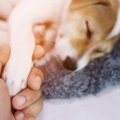 犬が亡くなる直前に…