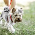 犬がスキップするの…
