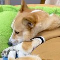 愛犬の代わりにパパ…