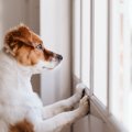 犬が『捨てられた』…