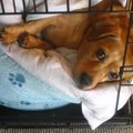 犬のケージを使って…
