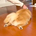 犬が『脱力し過ぎた…