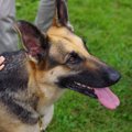 犬に『コイツは敵だ…