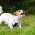 犬から『敵』と判断…