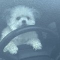 犬が『あおり運転』…