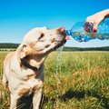 『熱中症』の犬にや…