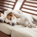 犬の『寝相』でわか…