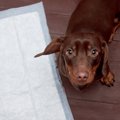 犬が留守番中におし…