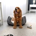 なぜ犬は外飼いより…