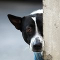 豪州の新法、犬の散…