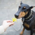 犬は匂いを好き嫌い…