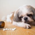 犬の肛門嚢炎の高リ…