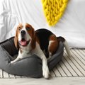 犬に『絶対NGな寝床…
