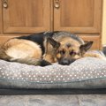 犬が快適に眠れない…