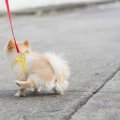 犬のおしっこから読…