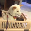 病院に注射を打ちに…