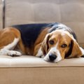 愛犬が急に甘えなく…