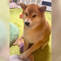 犬が『留守番後』に…