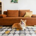 犬の留守番でやって…